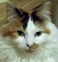 Maus   small